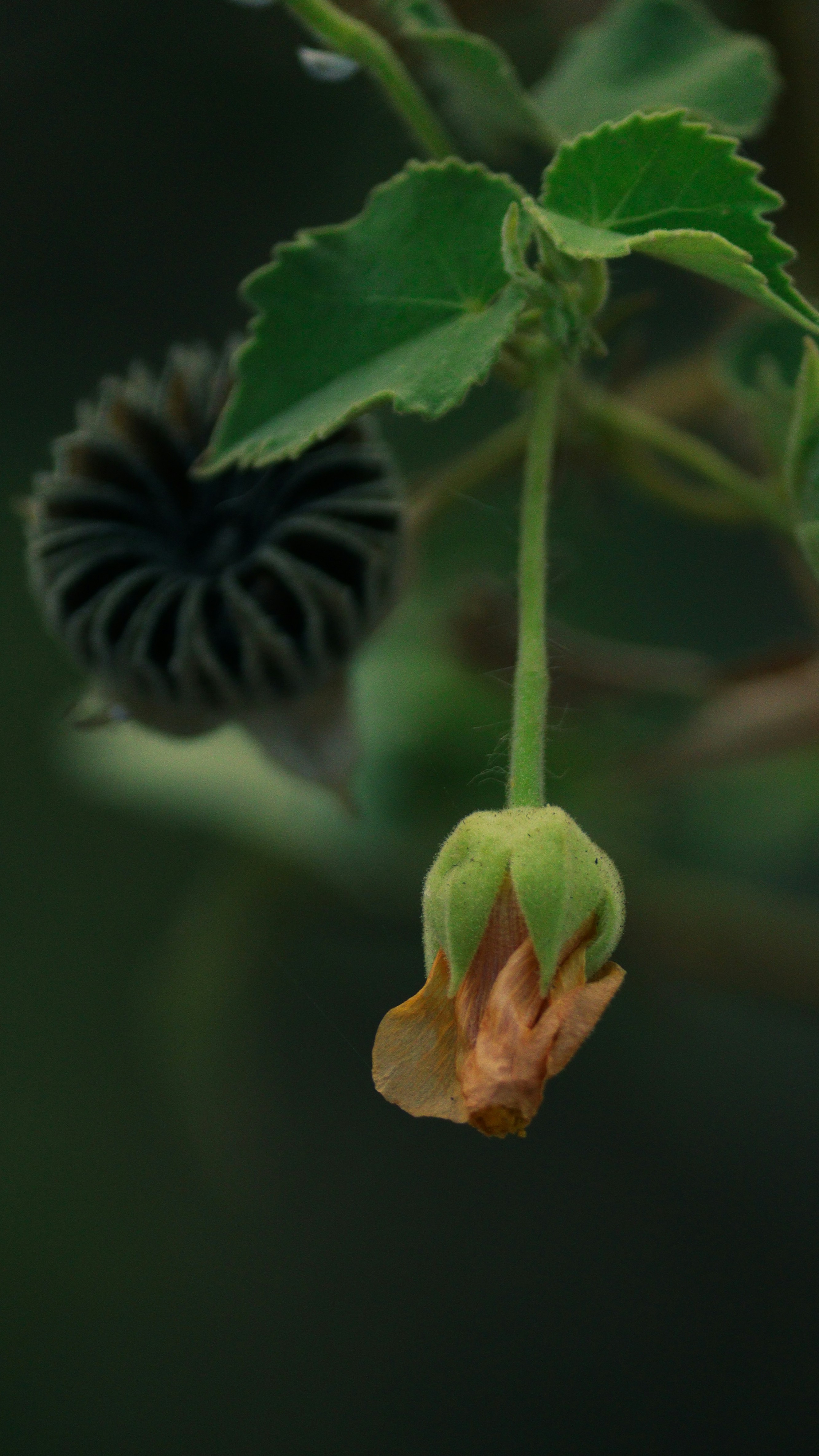 Photo by saravanan_sudalaimuthu