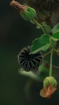 close-up view of a plant with buds and a black, spiraled structure that appears to be a seed pod. The leaves are green and slightly serrated. Some of the buds are still closed and appear orange-brown.