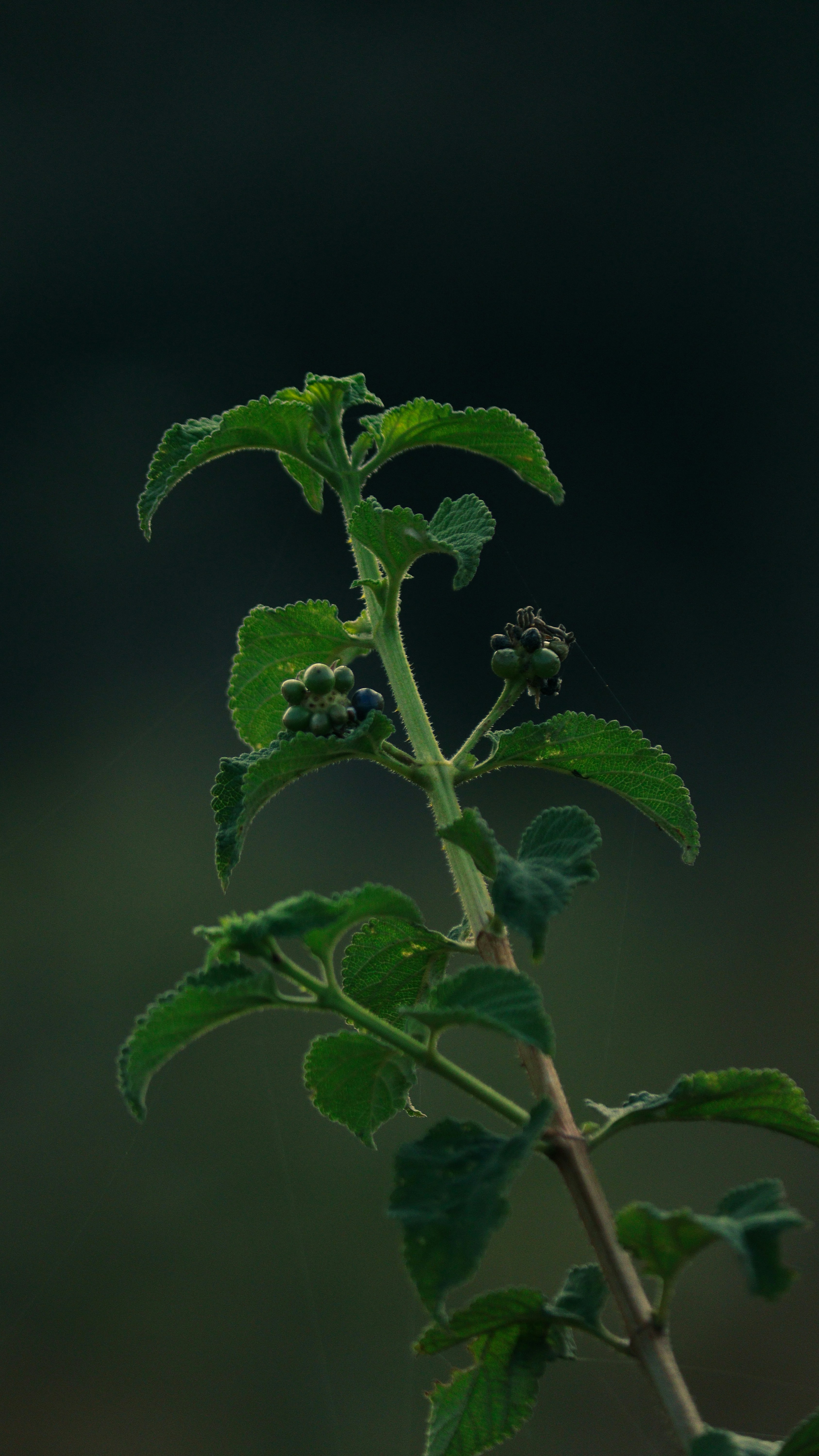 Photo by saravanan_sudalaimuthu