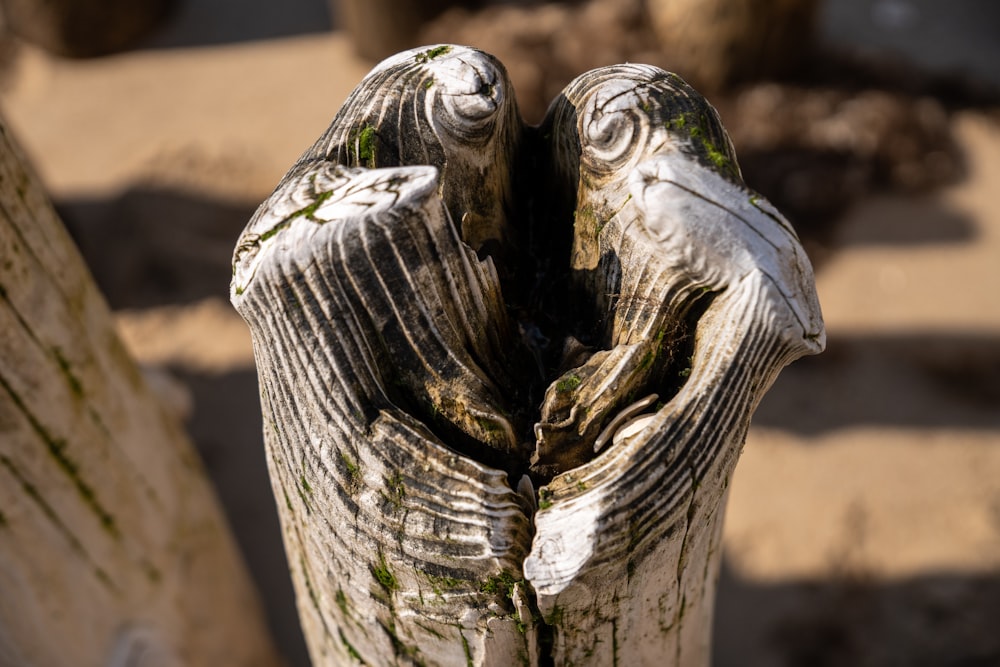 a close up of a wooden post with moss growing on it