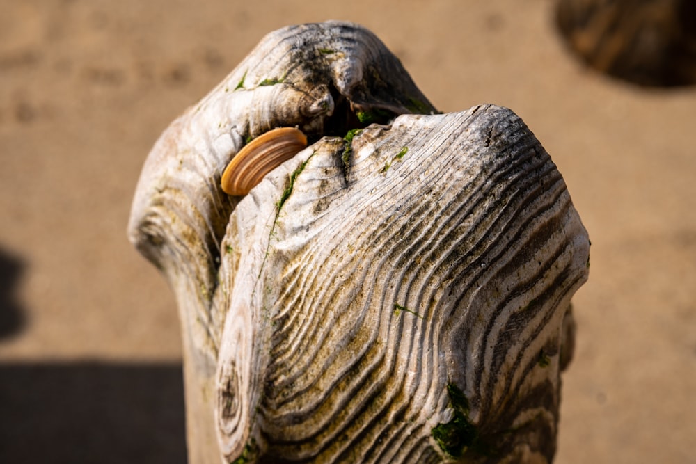 a close up of a piece of wood