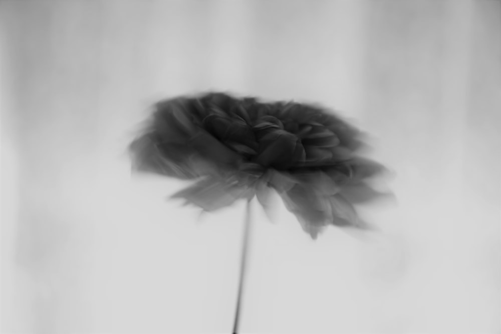 a black and white photo of a flower