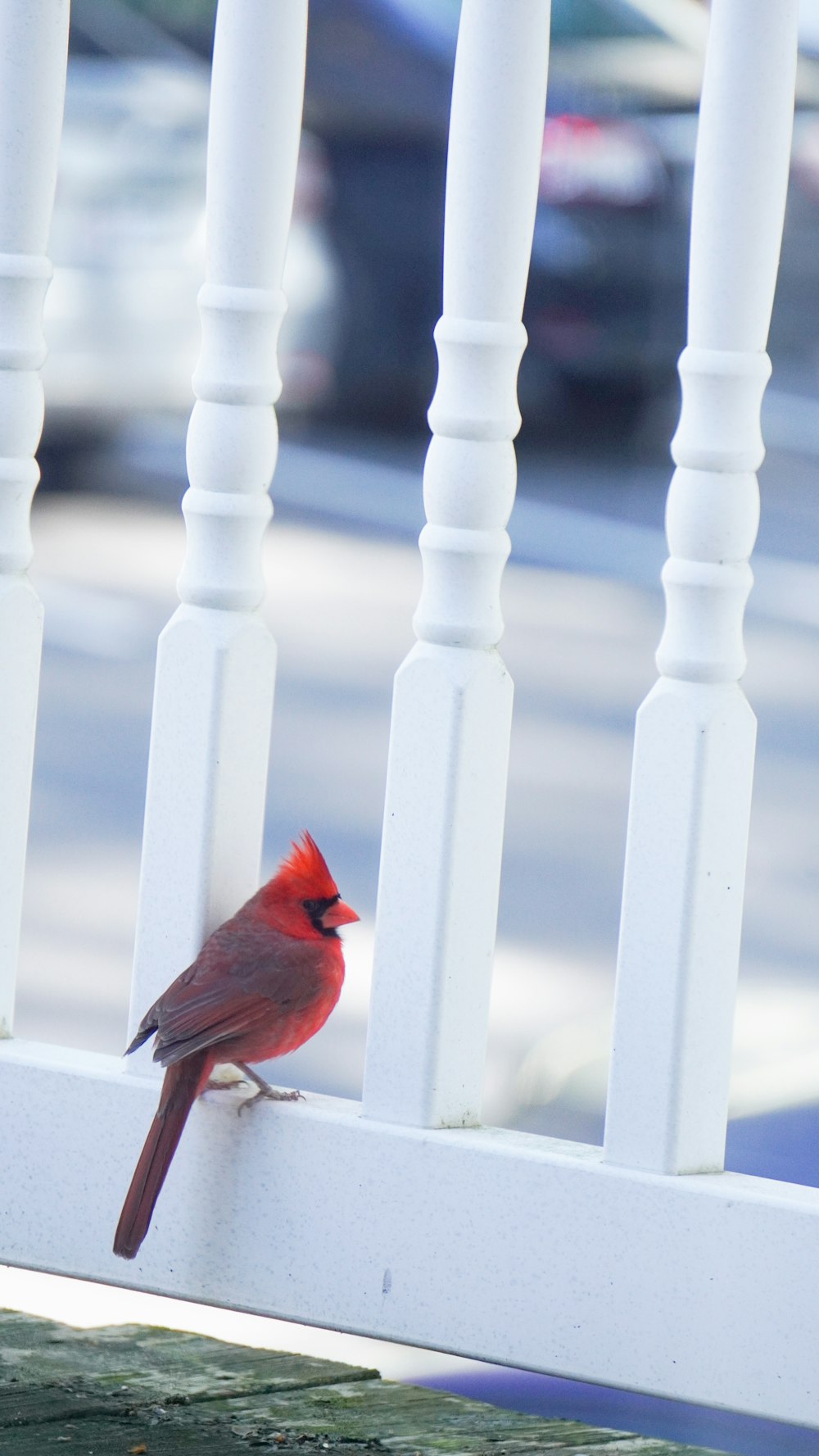 a small red bird perched on a white railing