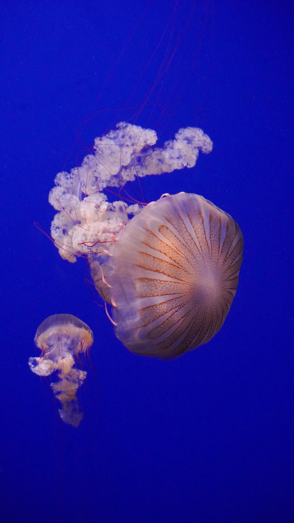 a group of jellyfish swimming in the water