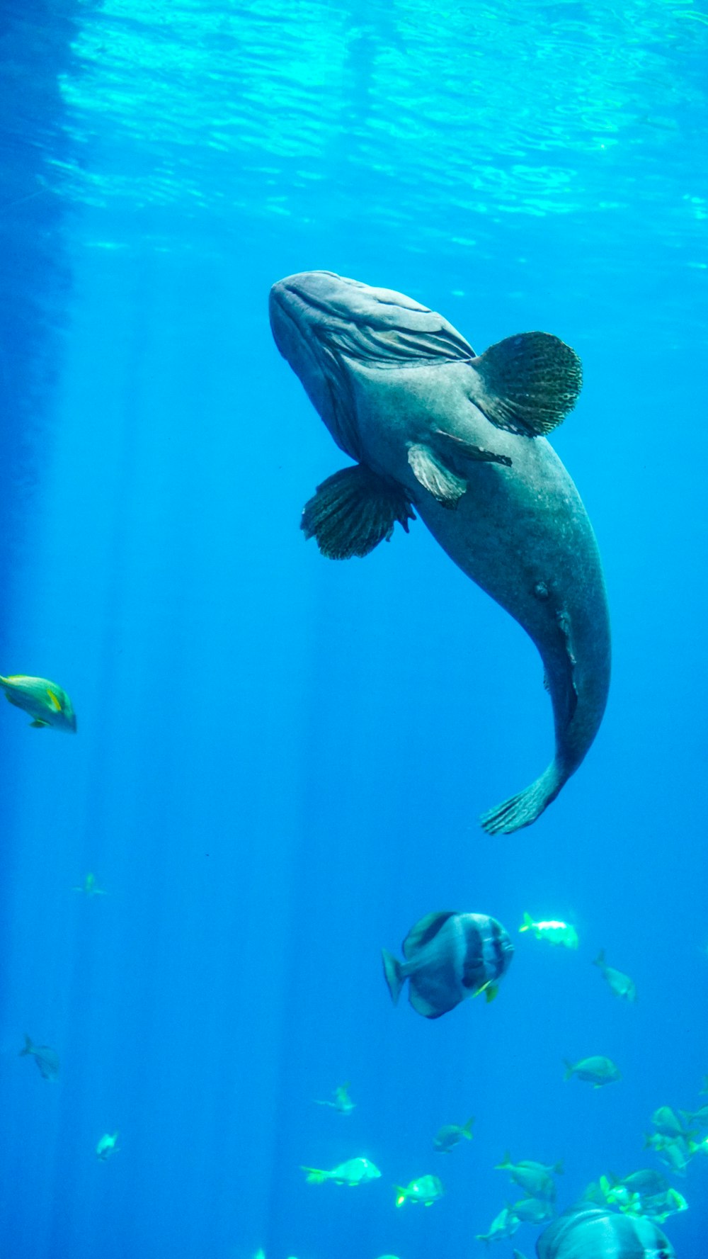 a seal swimming in the ocean surrounded by fish