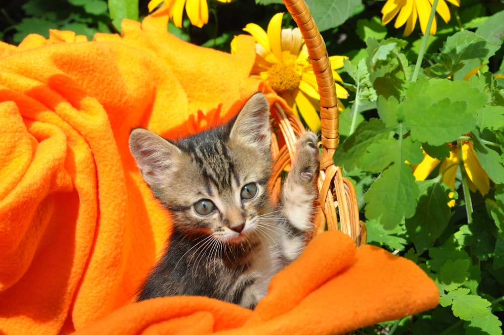 a kitten sitting in a basket next to a blanket