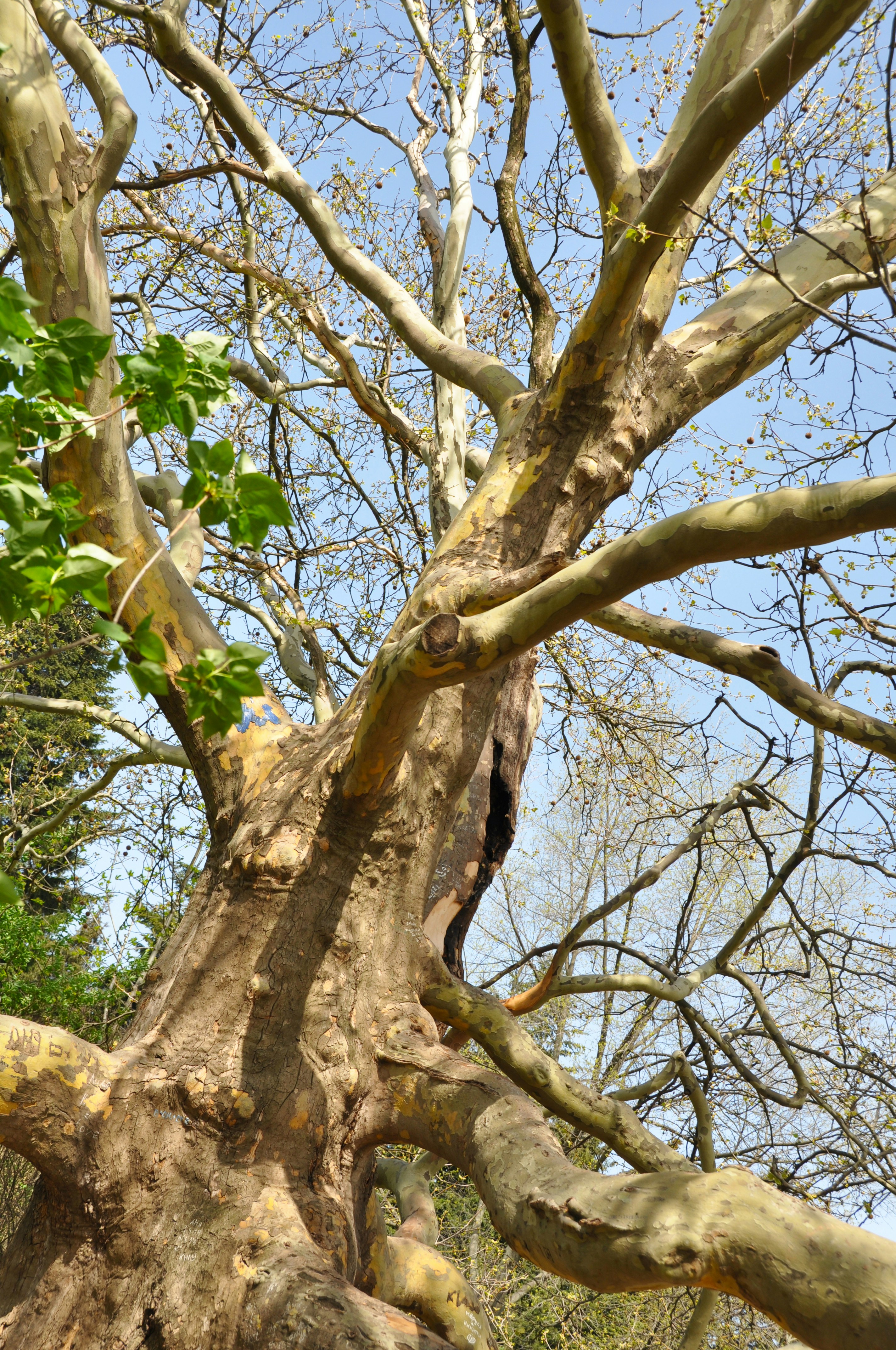 a large tree with a bird perched on top of it