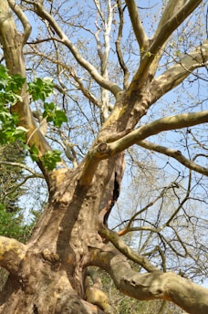 a large tree with a bird perched on top of it