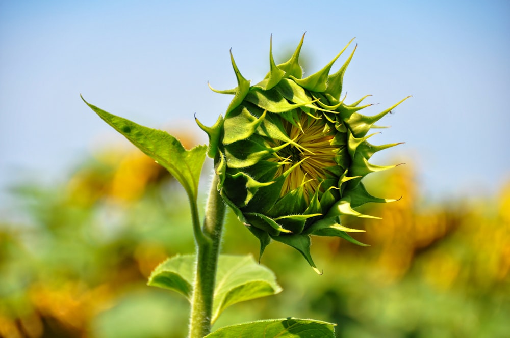 a close up of a sunflower in a field