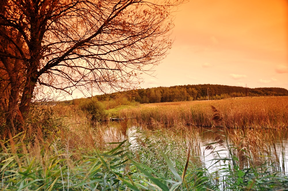 a lake surrounded by tall grass and trees