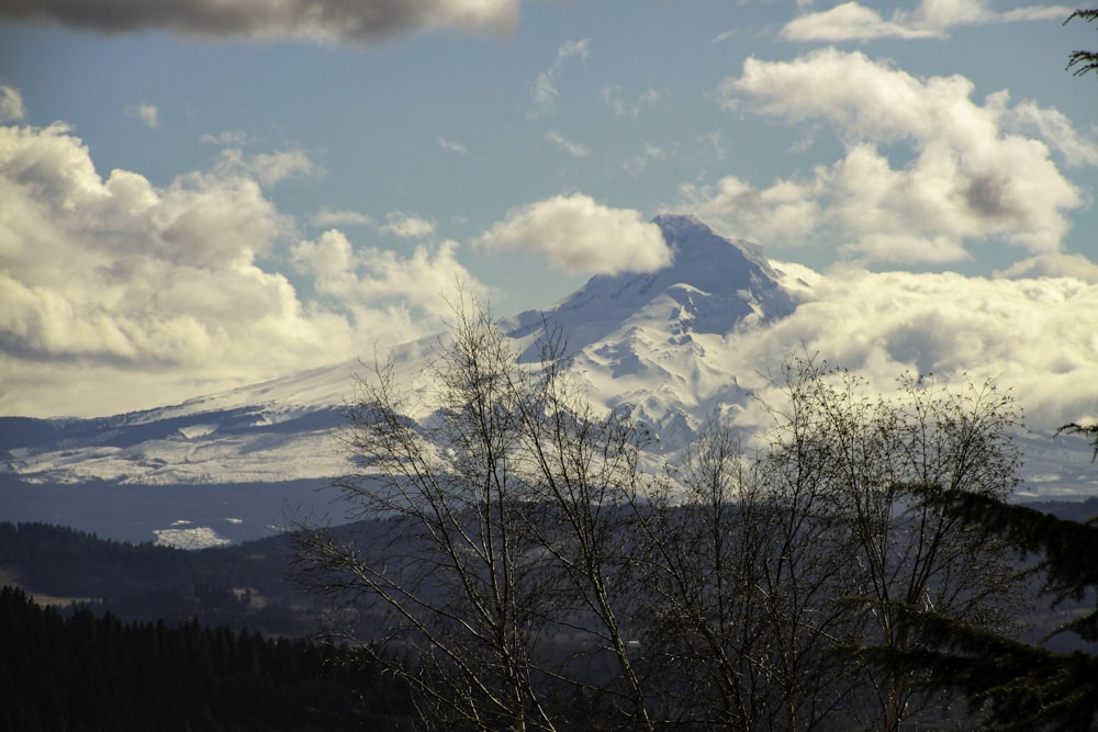 a view of a snow covered mountain with trees in the foreground