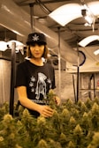 A person stands in an indoor cultivation facility surrounded by cannabis plants. They are wearing a black hat with a leaf design and a black t-shirt featuring a printed graphic. The environment is illuminated by hanging lights, and ventilation ductwork is visible above.