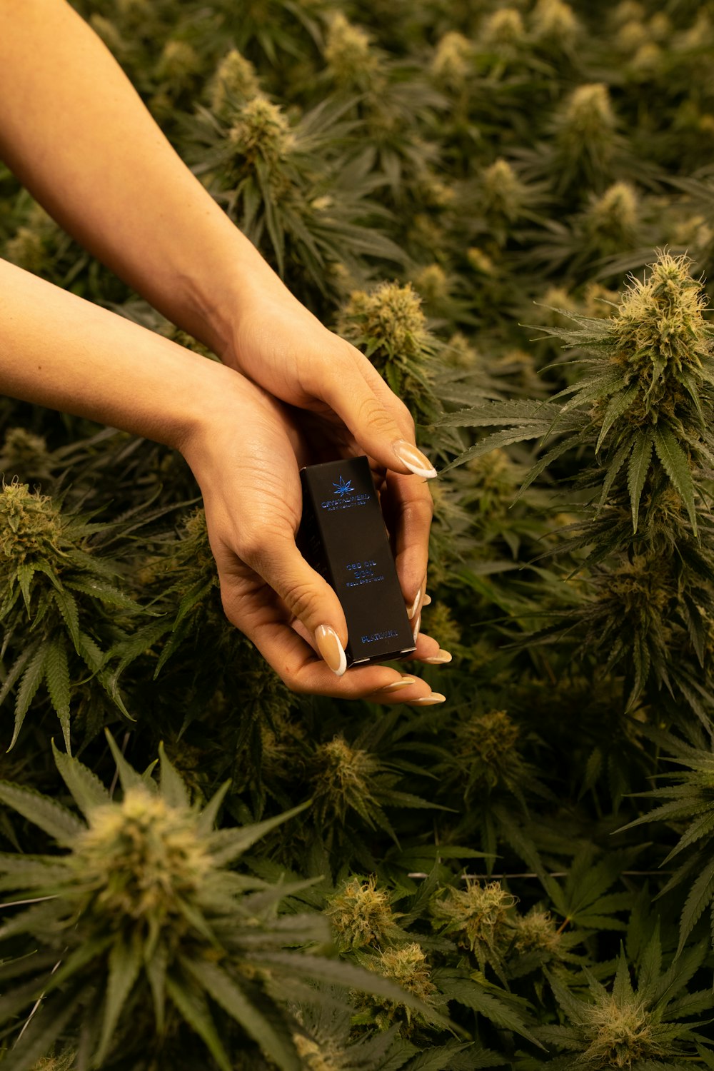 a person holding a cell phone in a field of marijuana