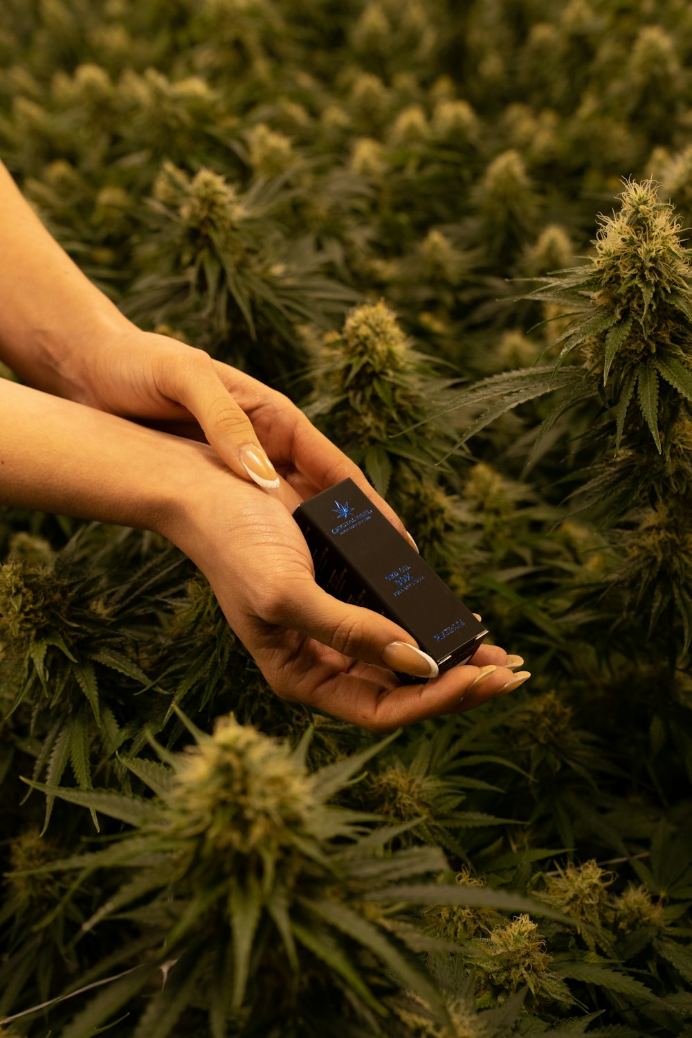 a person holding a cell phone in a field of marijuana