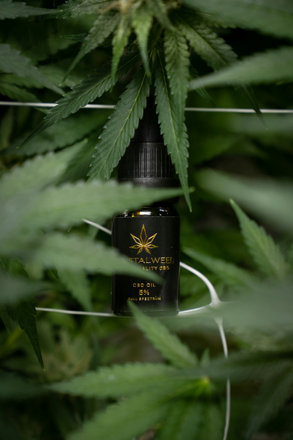 une bouteille d’huile de cannabis posée sur une plante verte luxuriante