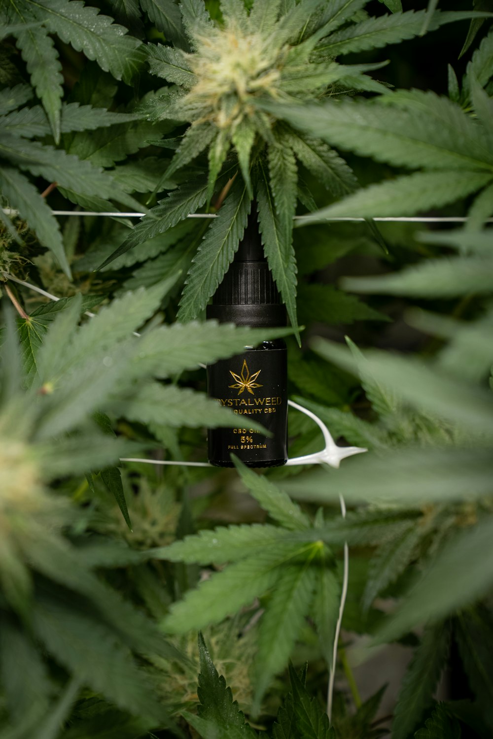 Una pianta di cannabis con una bottiglia di olio di cannabis