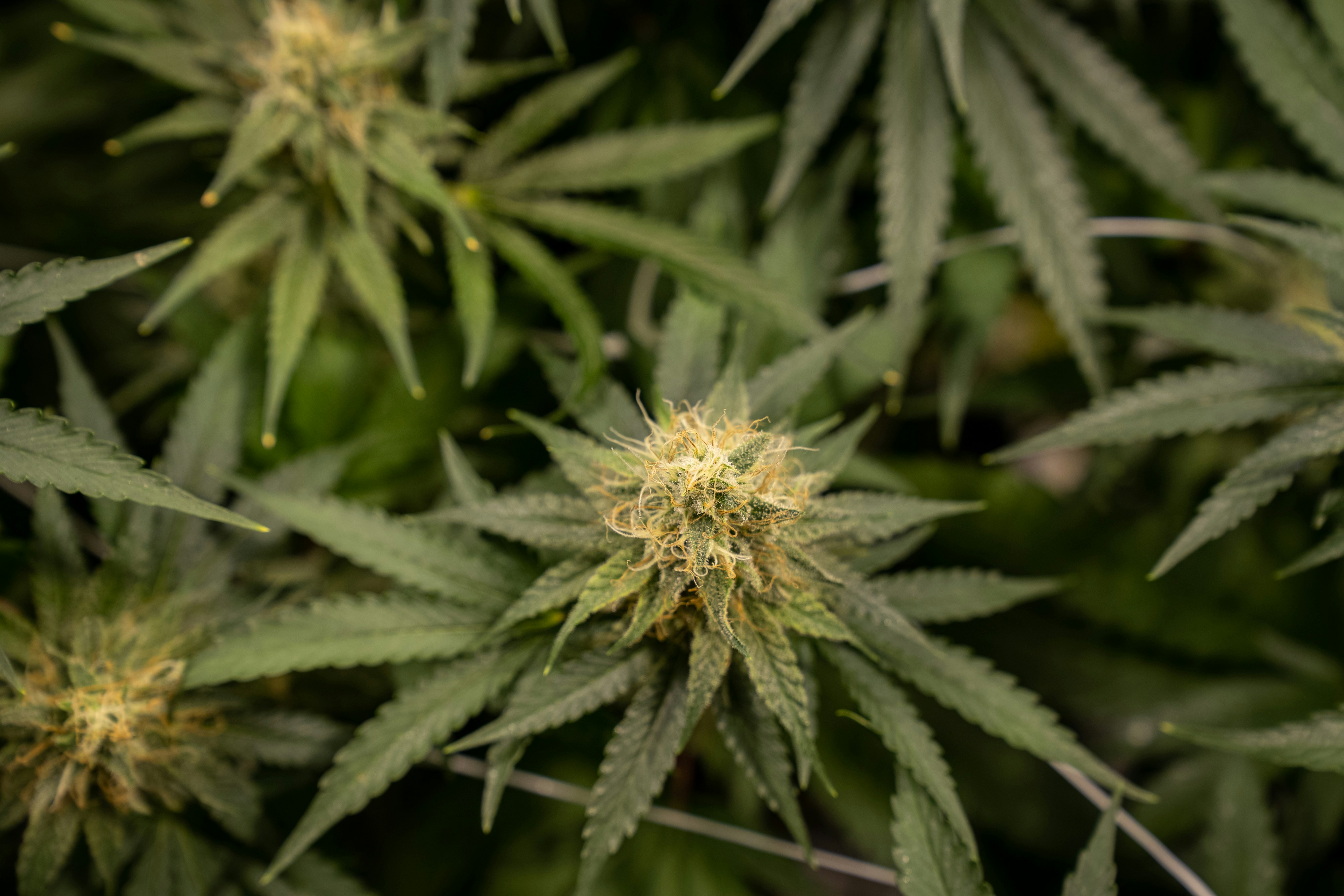 Photo by crystalweed