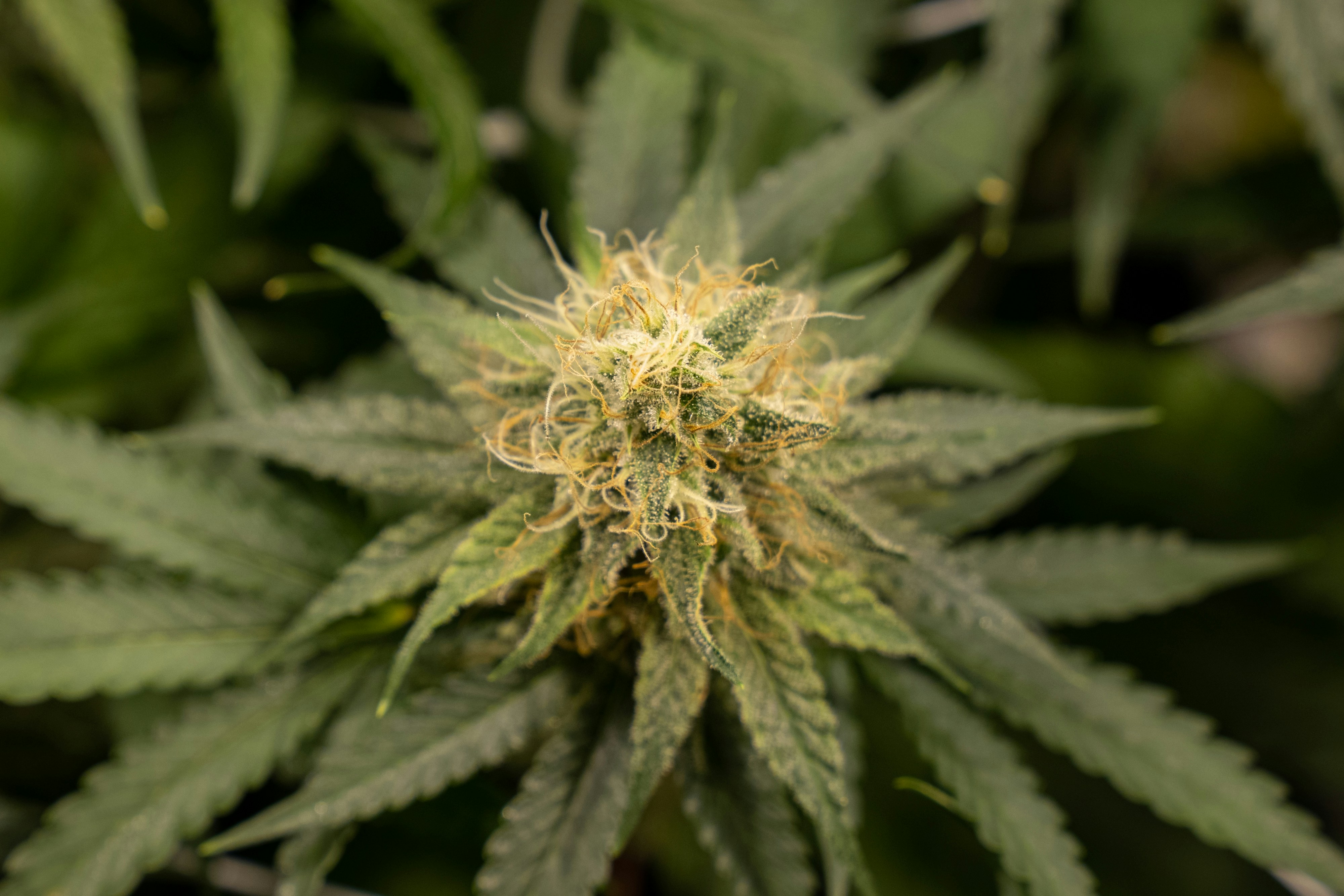 Photo by crystalweed