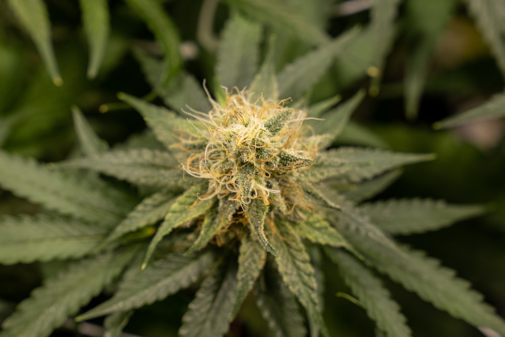 Un primer plano de una planta de marihuana en un campo