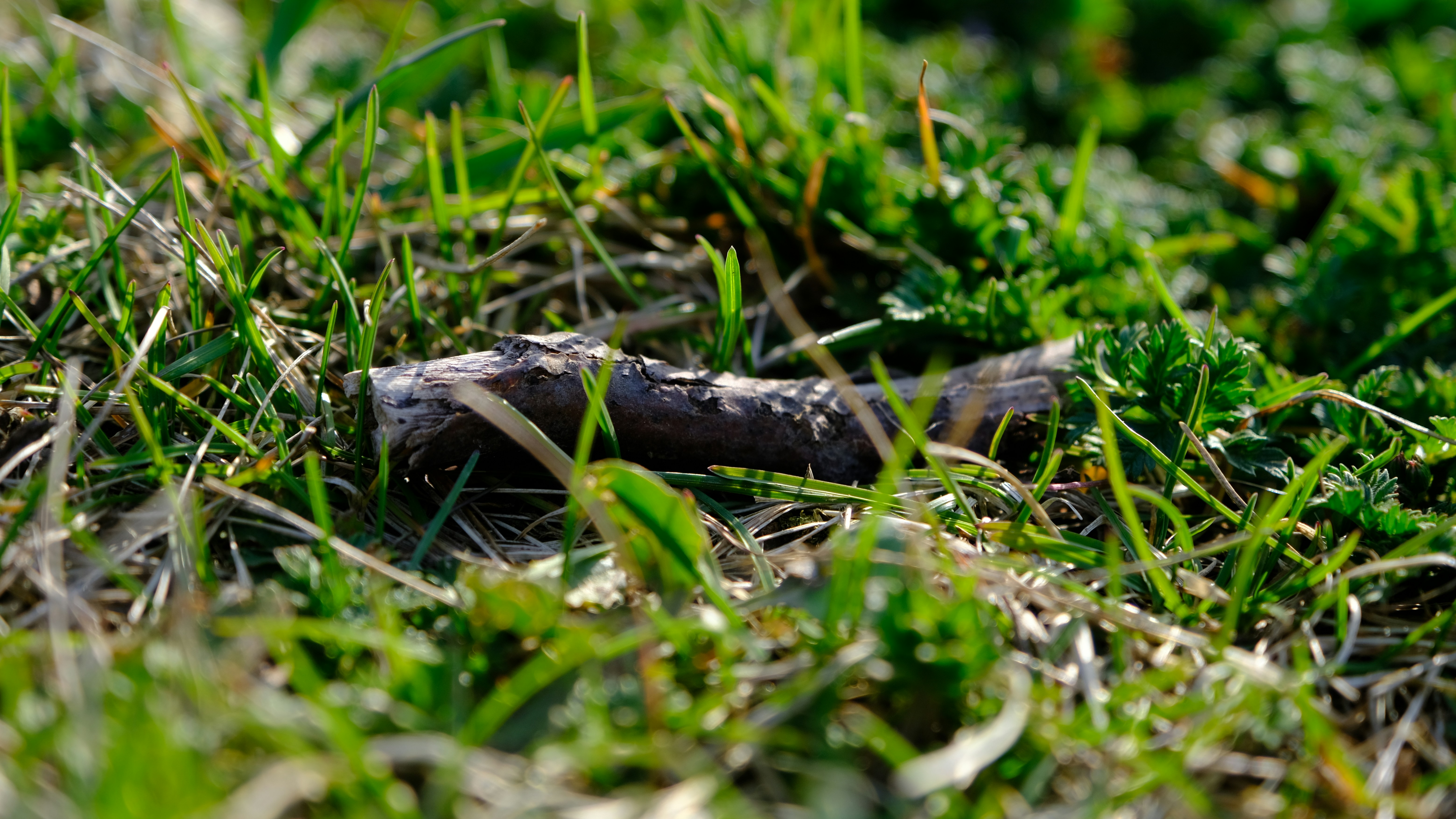 Photo by amadeusmoga