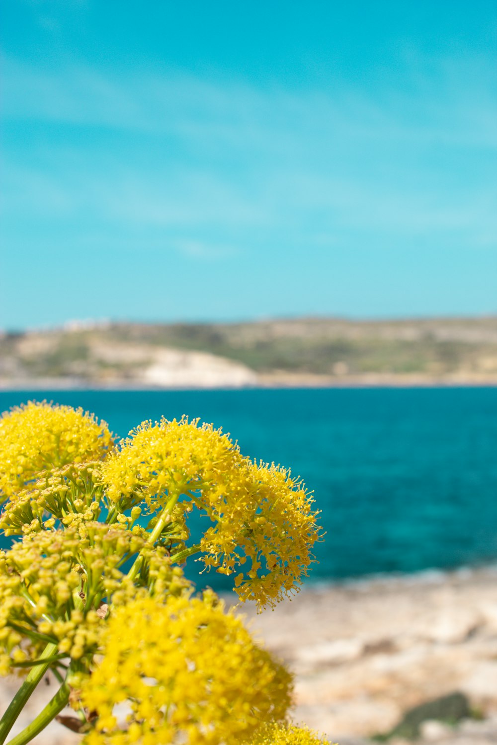 a close up of a yellow flower near a body of water