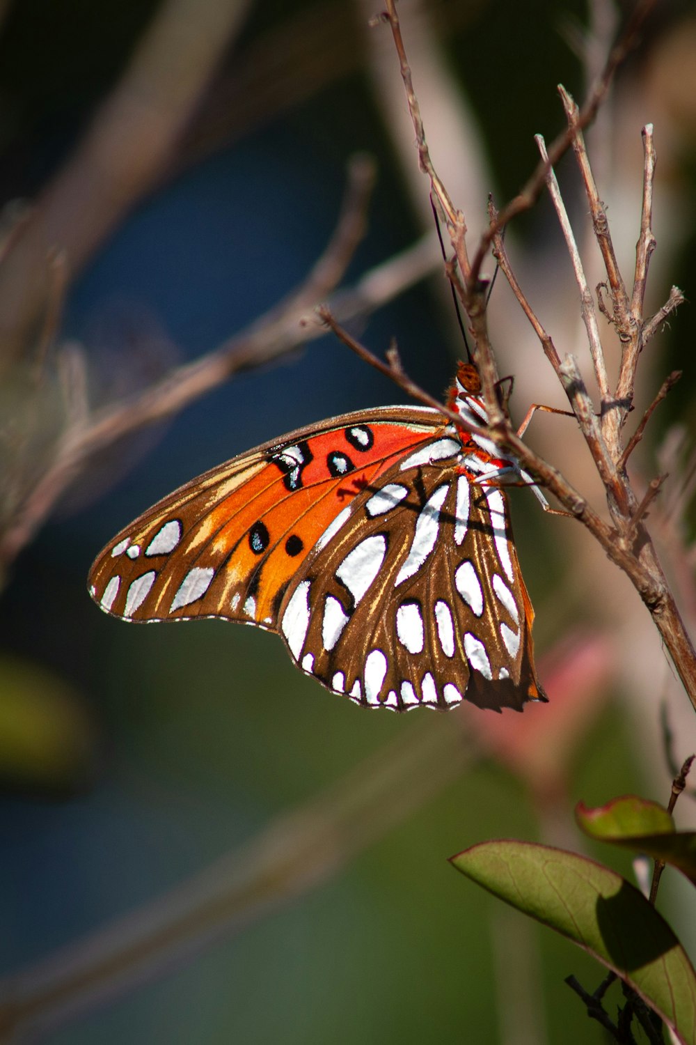 Gros plan d’un papillon sur une branche d’arbre