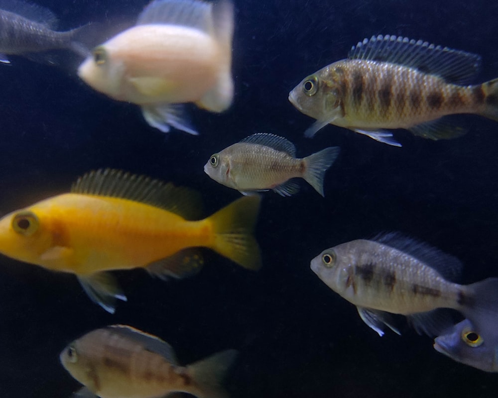 a group of fish swimming in an aquarium