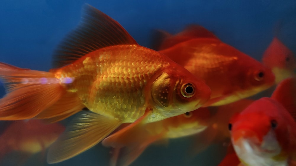 a group of goldfish swimming in an aquarium