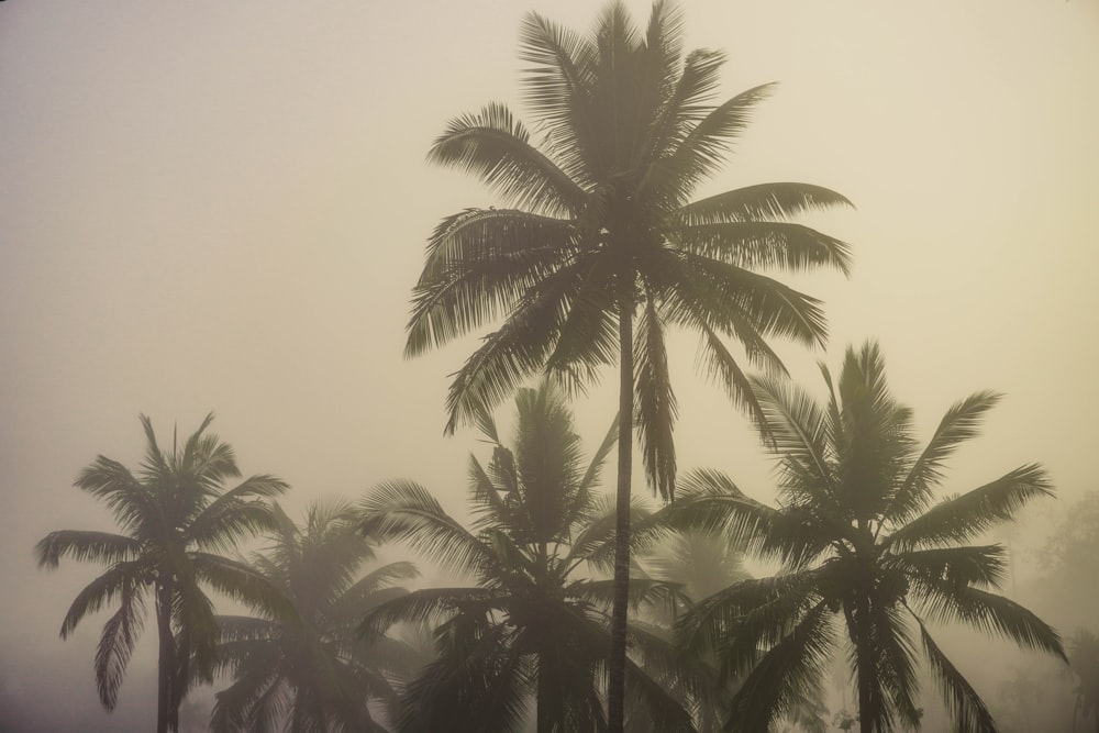 a group of palm trees on a foggy day
