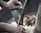 Close-up of hands using a large manual blade or tool to chop or grind a substance that resembles food or dough.