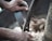 Close-up of hands using a large manual blade or tool to chop or grind a substance that resembles food or dough.