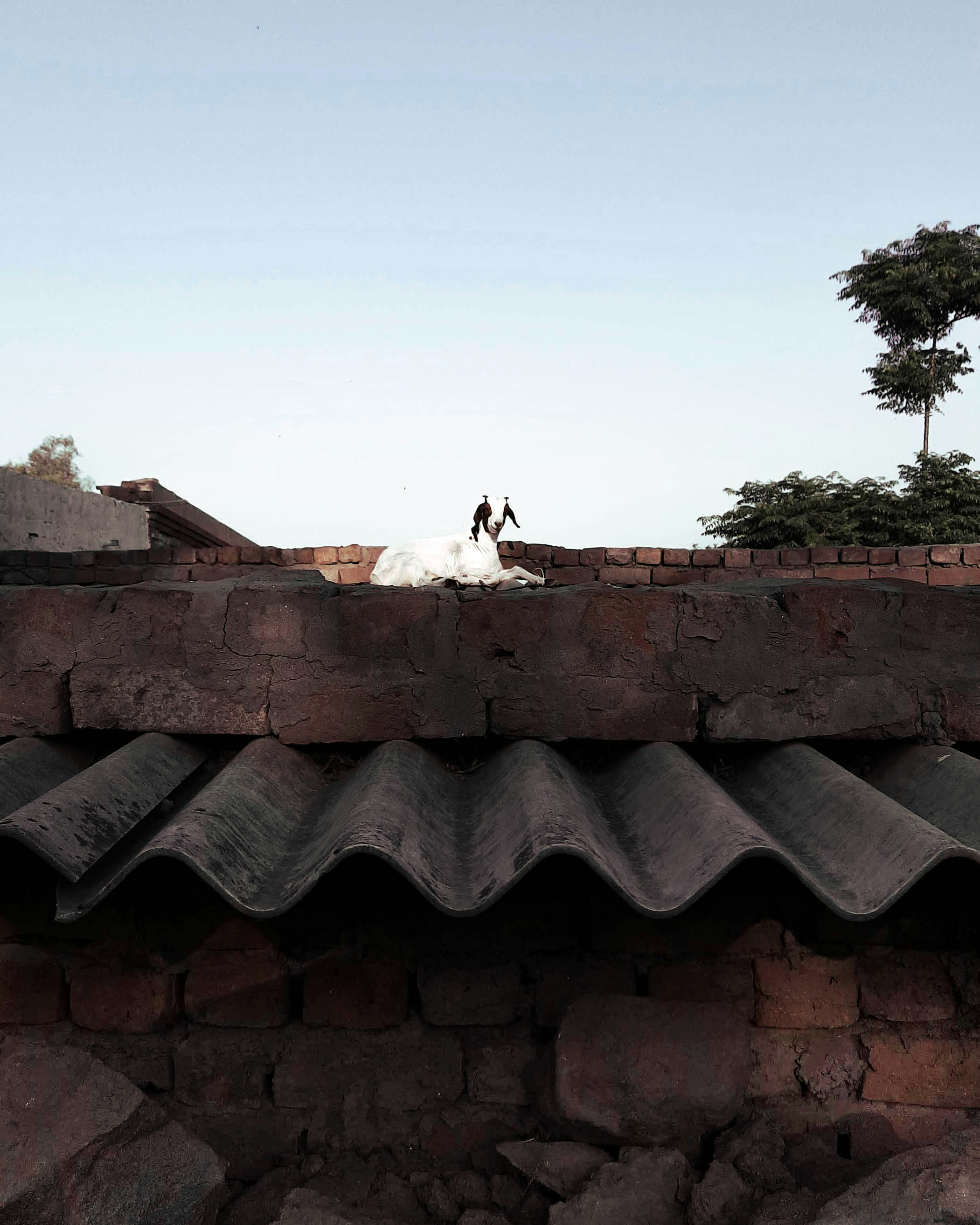 흰 소를 보는 꿈의 의미와 다양한 꿈 해석