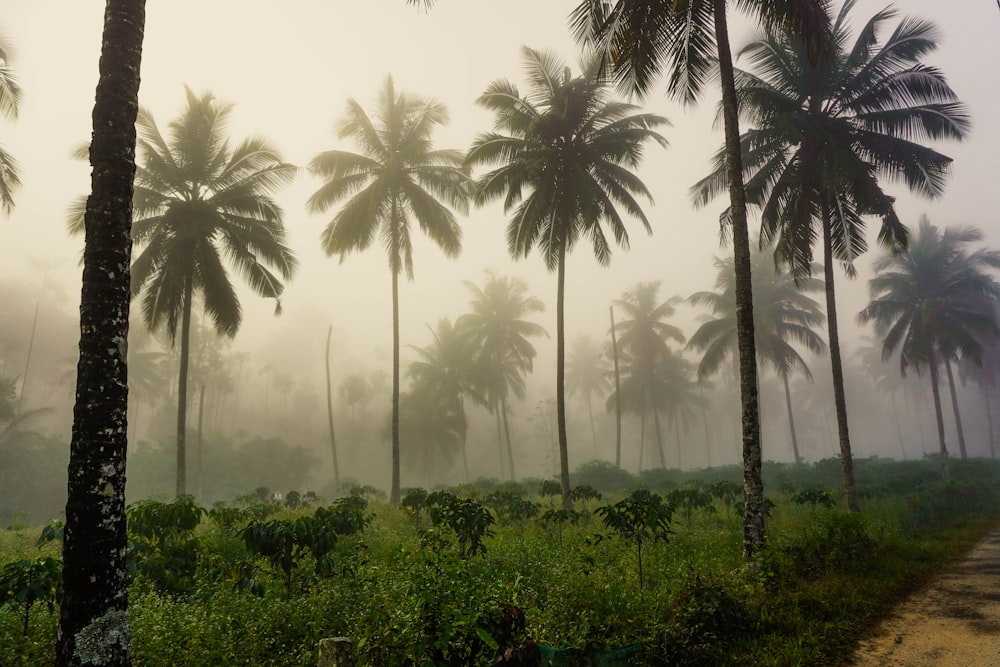 a foggy forest with palm trees and a dirt road