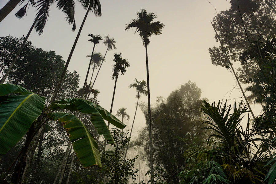 Sunbeams through a dense forest canopy