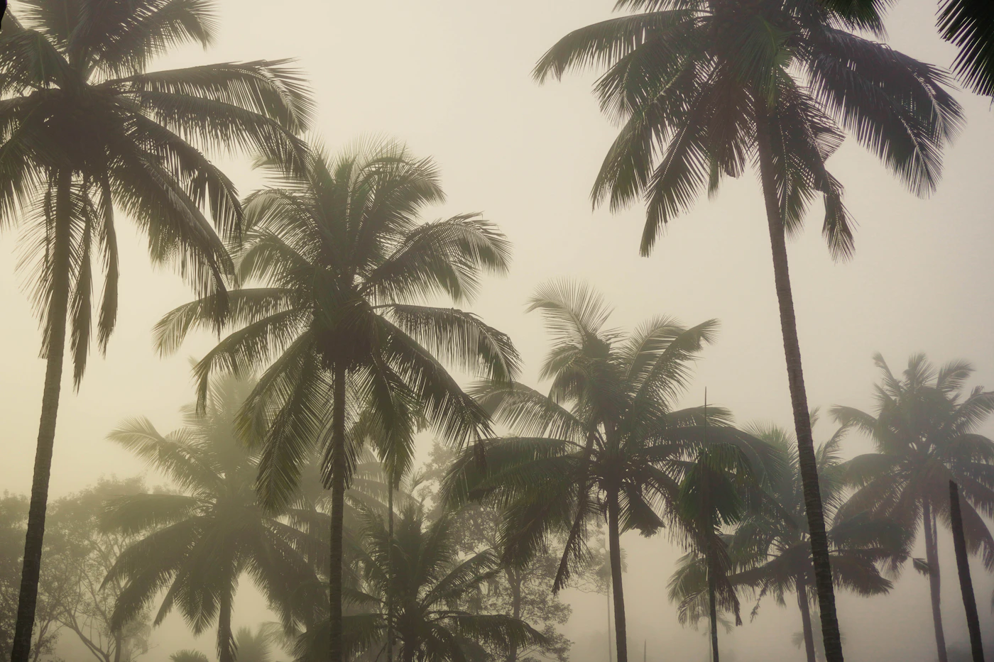 Palm trees in heavy mist after a storm