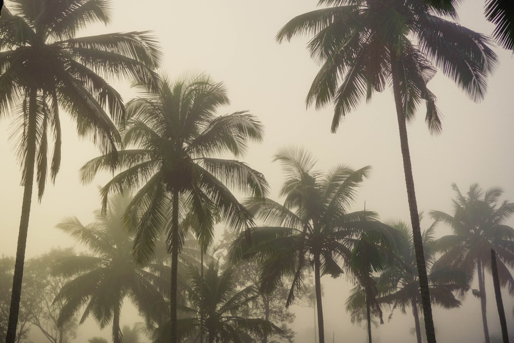a group of palm trees on a foggy day