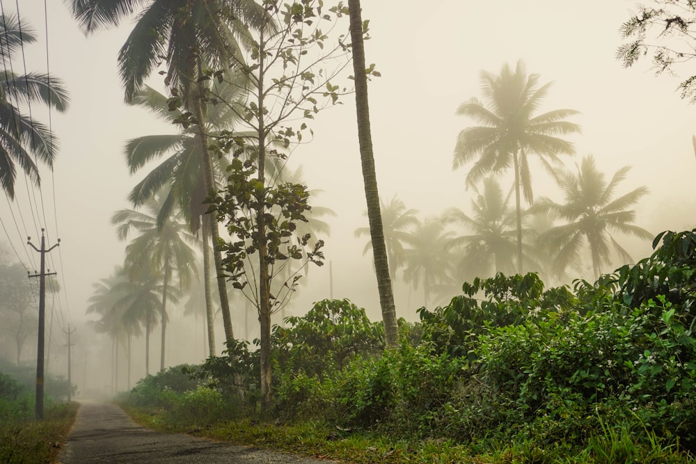 a dirt road surrounded by palm trees on a foggy day