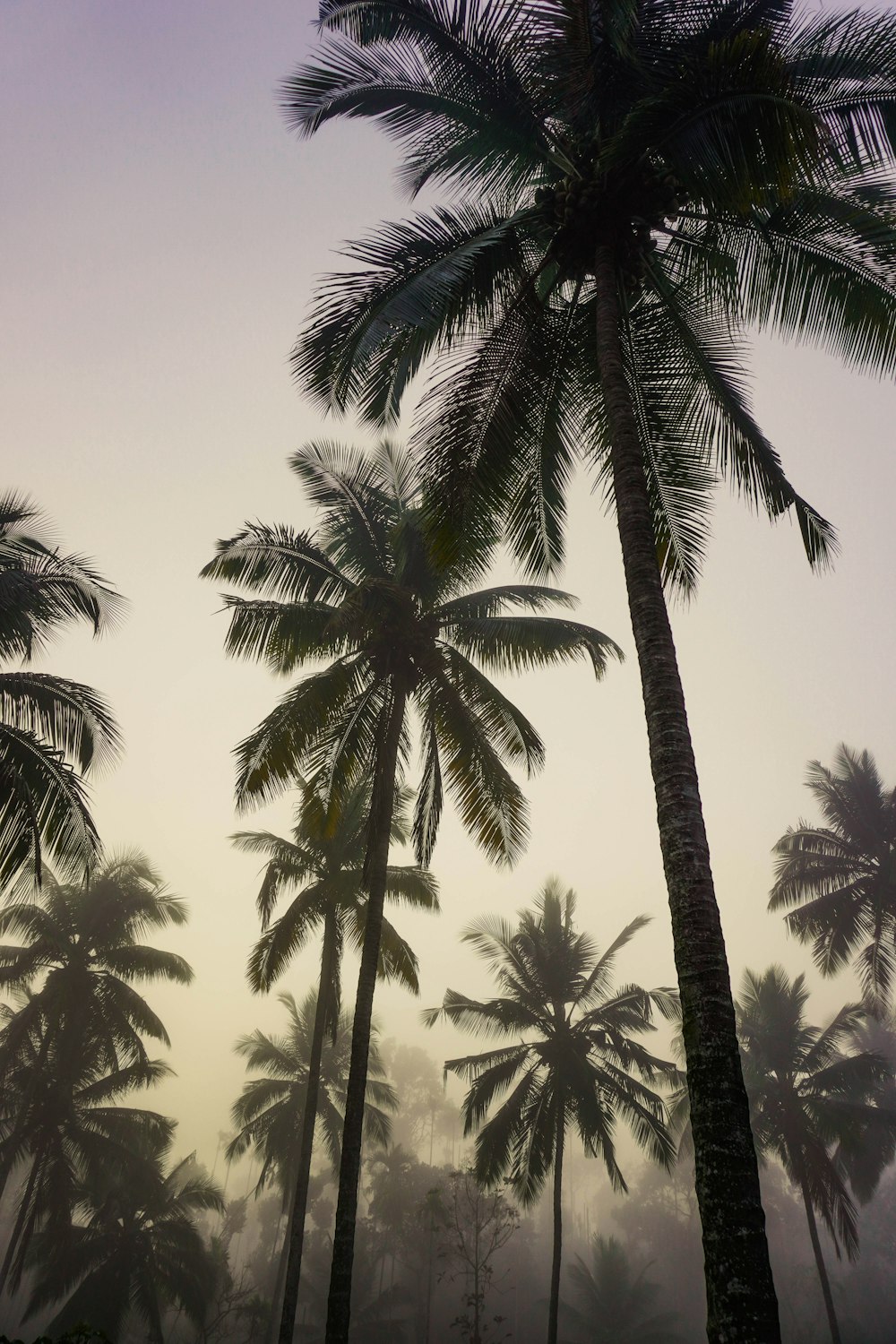 Un grupo de palmeras en un día de niebla