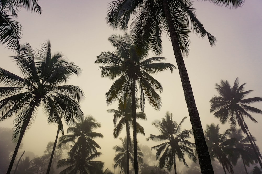 a group of palm trees with a foggy sky in the background