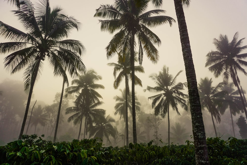 a group of palm trees on a foggy day