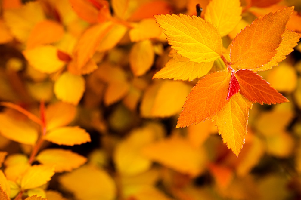 a close up of a leaf on a plant