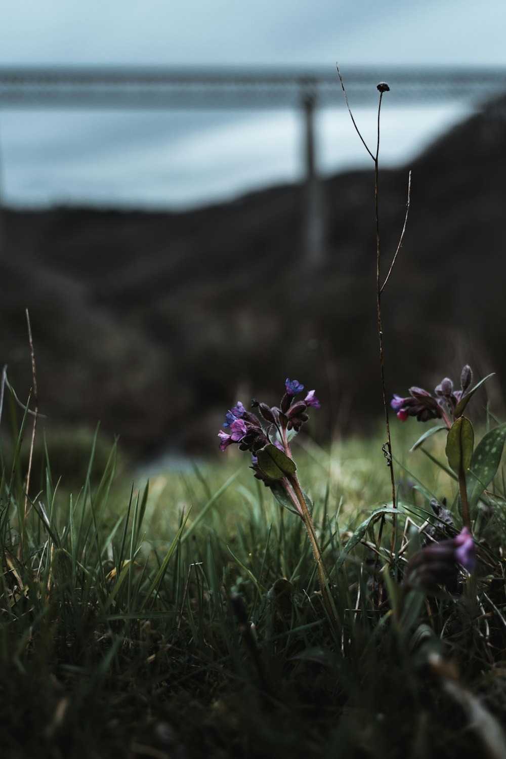 a couple of flowers that are in the grass