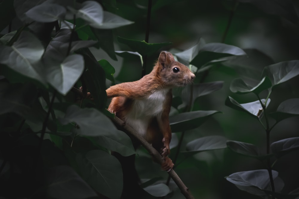 a squirrel is sitting on a tree branch