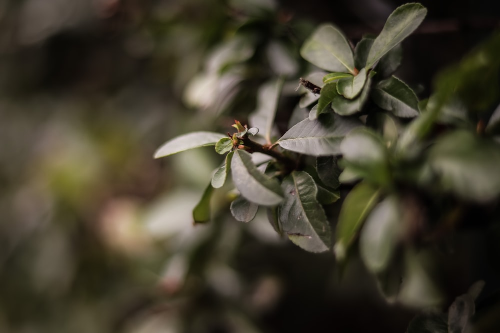 a close up of a tree branch with leaves