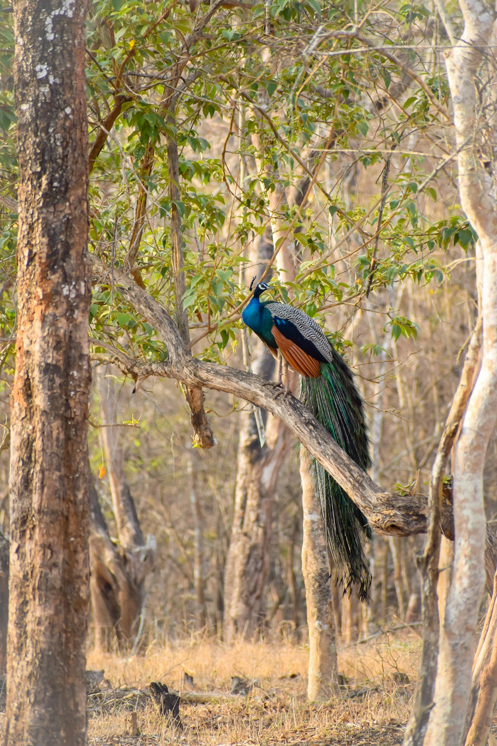 a peacock sitting on a tree branch in a forest