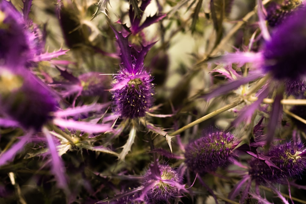 a close up of a bunch of purple flowers