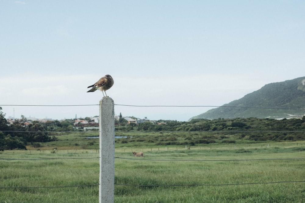 a bird sitting on top of a wooden post