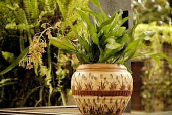 a potted plant sitting on top of a table