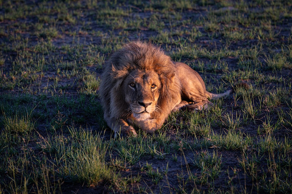 a lion laying on the ground in a field