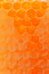 a close up of a honeycomb with a bee on it